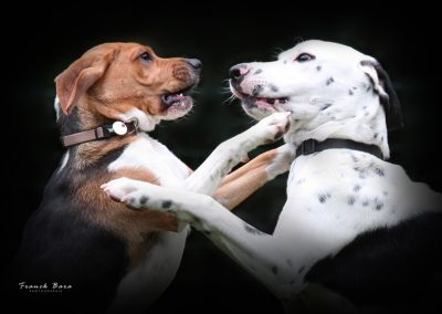 Photographe animalier Tarbes Hautes-Pyrénées