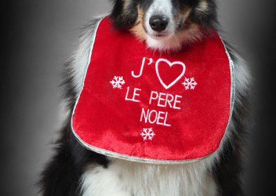 Photographe chien Tarbes Hautes-Pyrénées