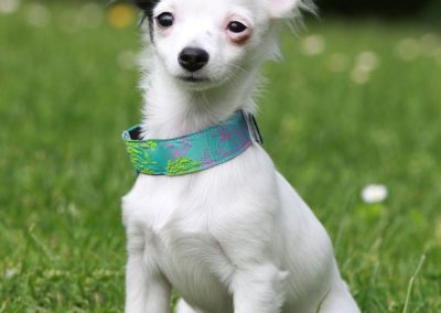 Photographe d'animaux de chien de chat à domicile Tarbes Hautes-Pyrénées