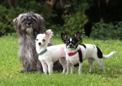 Photographe de chien de chat et d'animaux en extérieur Tarbes Hautes-Pyrénées