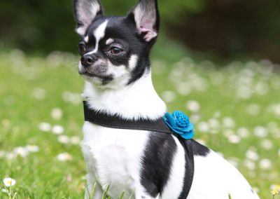 Photographe de chien de chat et d'animaux à domicile Hautes-Pyrénées Tarbes