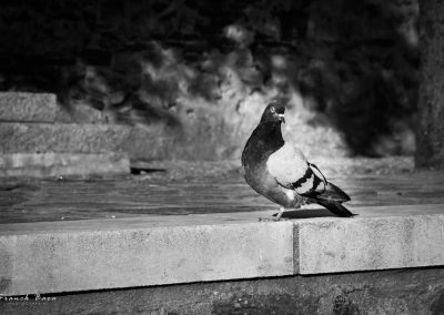 Photographe noir et blanc à Tarbes Séméac Hautes-Pyrénées (3)