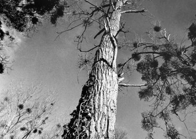 Photographe noir et blanc à Tarbes Séméac Hautes-Pyrénées (4)