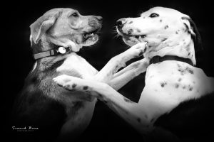Photographe animaux domestiques- studio FRANCK FOTO Séméac Tarbes