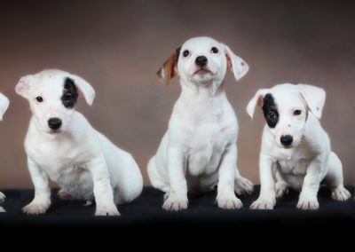 Chiots Jack Russell - studio FRANCK FOTO Séméac Tarbes