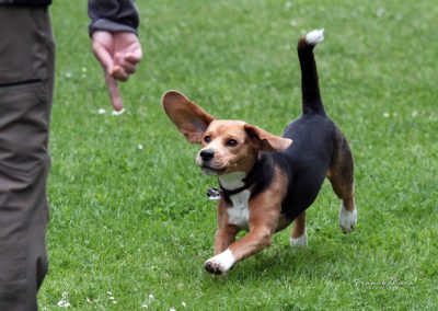 Beagle au club canin Tarbais Photographe àTarbes Hautes-Pyrénées