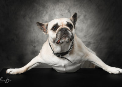 Photographe chien Tarbes Séméac