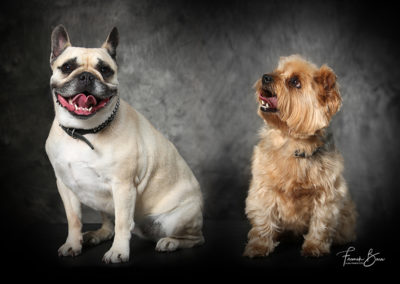 Photographe chien Tarbes Séméac Hautes-Pyrénées