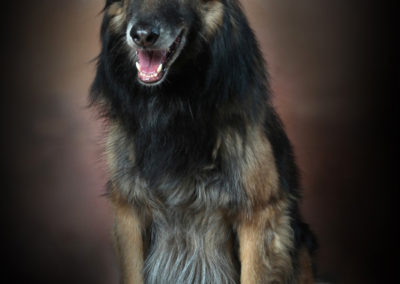 Photographe de chien de chat et d'animaux Tarbes Séméac Hautes-Pyrénées